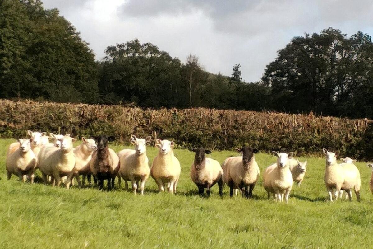 Lobhill Farmhouse Bed And Breakfast And Self Catering Accommodation Okehampton Ruang foto