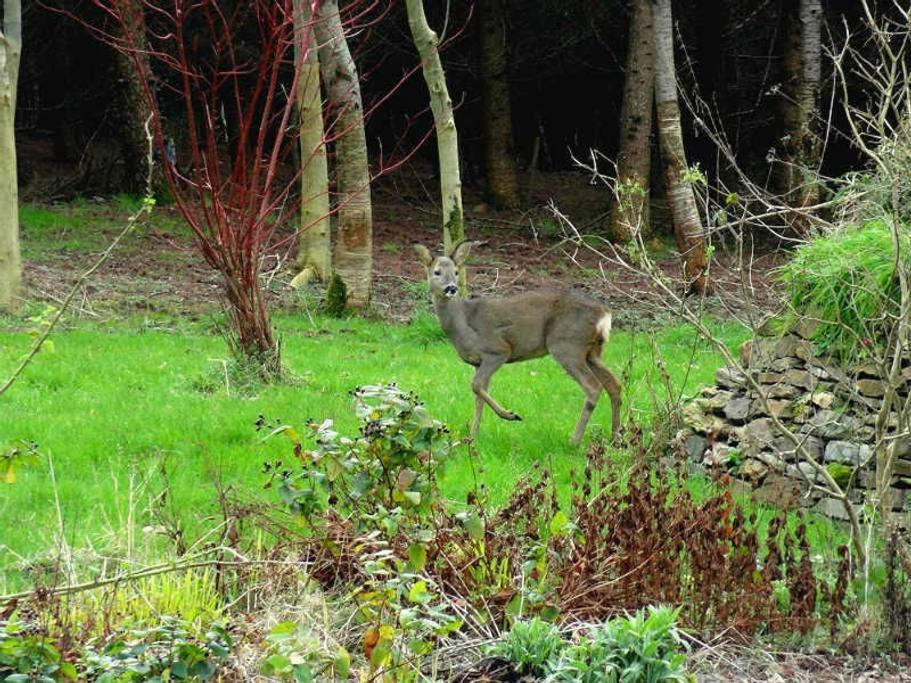 Lobhill Farmhouse Bed And Breakfast And Self Catering Accommodation Okehampton Ruang foto