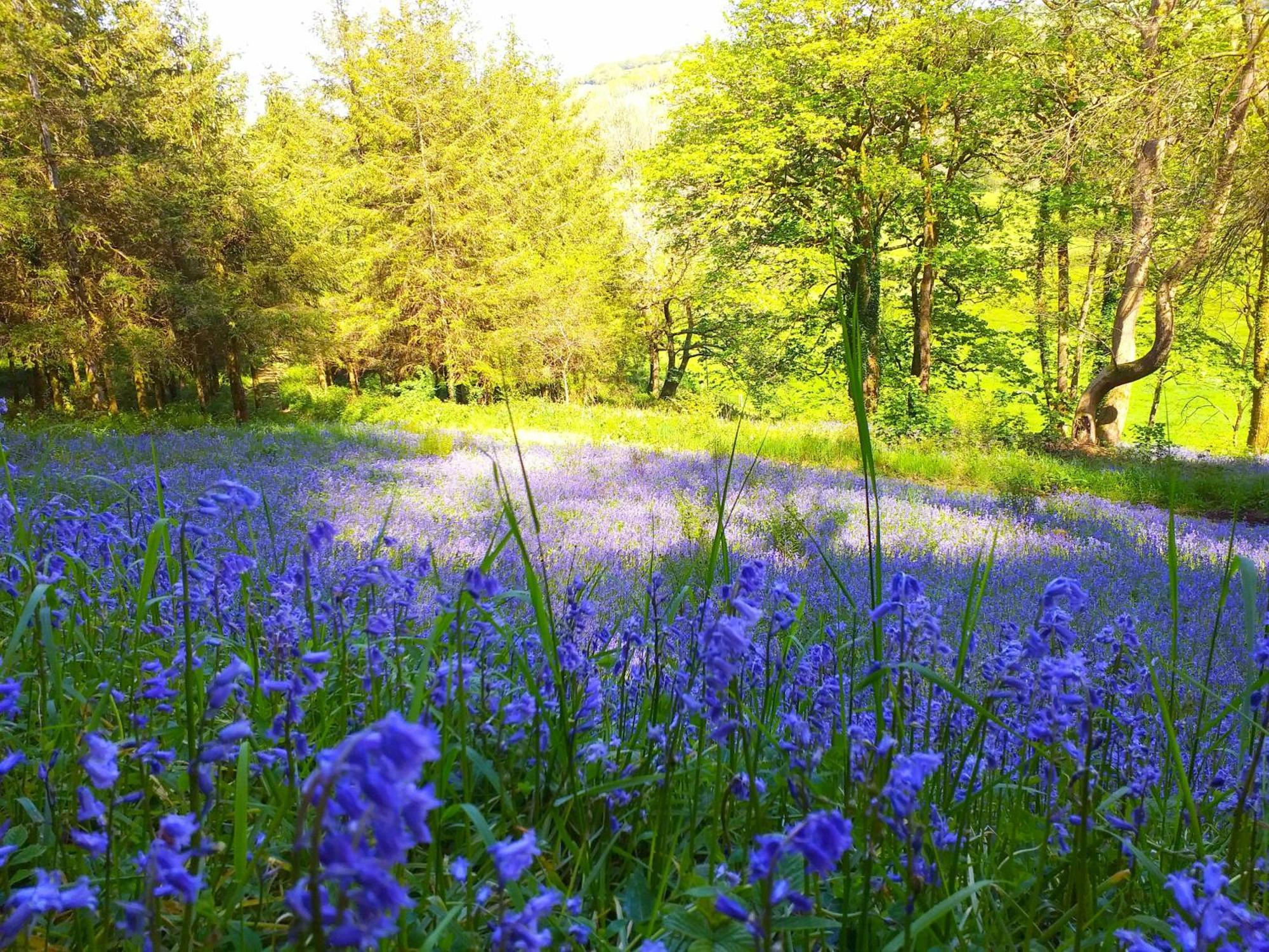 Lobhill Farmhouse Bed And Breakfast And Self Catering Accommodation Okehampton Bagian luar foto